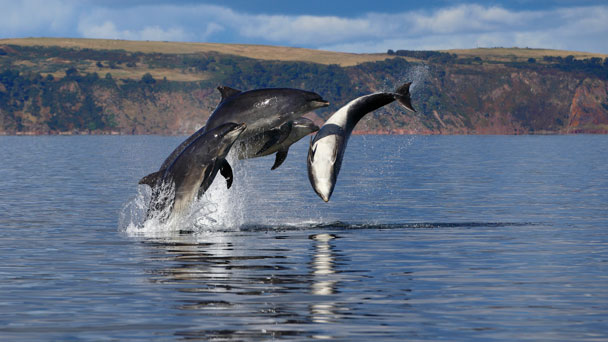 Moray Firth